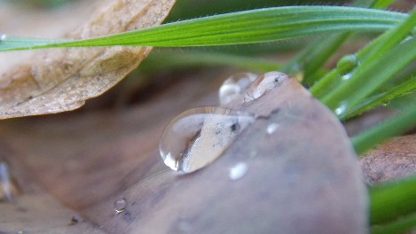 ecovita